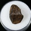 Triceratops Tooth - Montana #16645-1